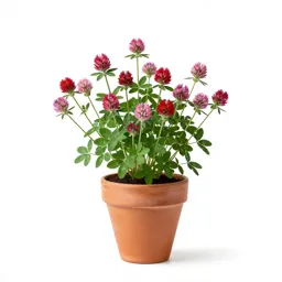 Red clover
