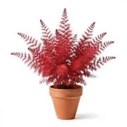 Red goosefoot