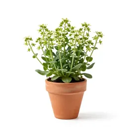 Rock cress