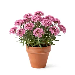 Rock pink