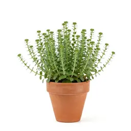 Rock purslane