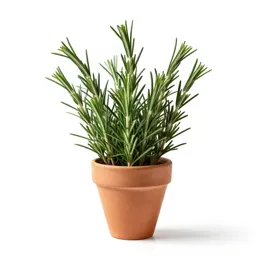 Rosemary