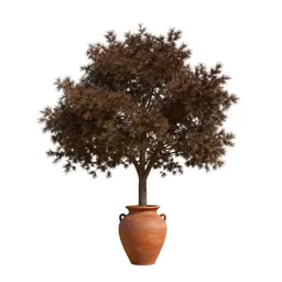 Sabicu