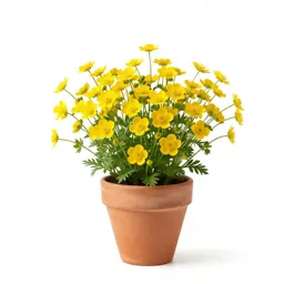 Sagebrush buttercup