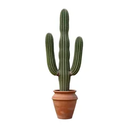 Saguaro