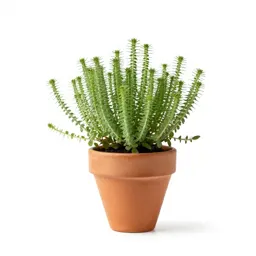 Saltwort