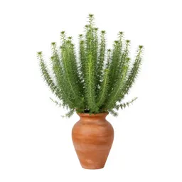 Sand verbena