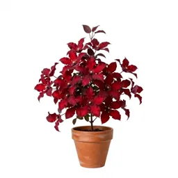 Scarlet clematis