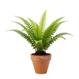 Seed fern