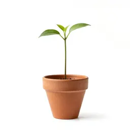 Seedling