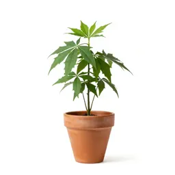 Sensitive plant