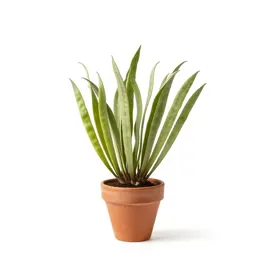 Sicklepod