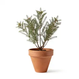 Spermatophyte