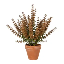 Spicebush