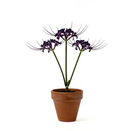 Spiderflower