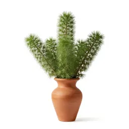 Spiny talinum