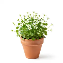Spring cress