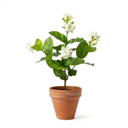 Star jasmine