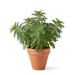 Stinking goosefoot