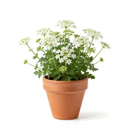 Stitchwort