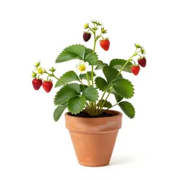 Strawberry blite