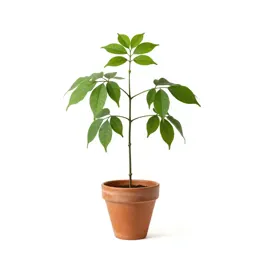 Strophanthus