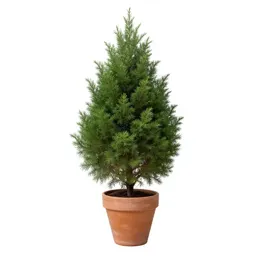 Summer cypress