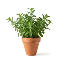 Summer savory