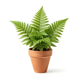 Sweet cicely