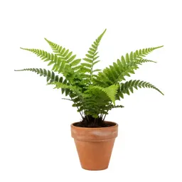 Sweet fern