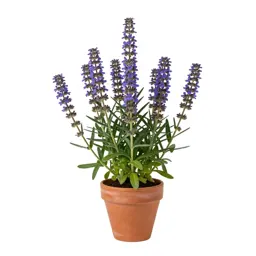 Sweet sand verbena