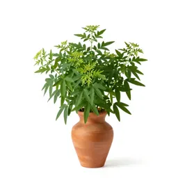 Sweet woodruff