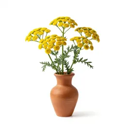 Tansy-leaved rocket