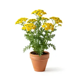 Tansy mustard