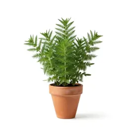 Tarragon