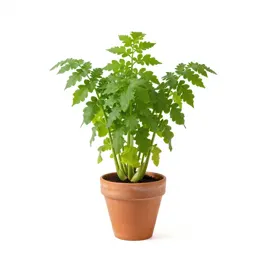 Tendergreen