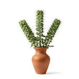 Thorny amaranth