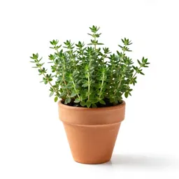Thyme