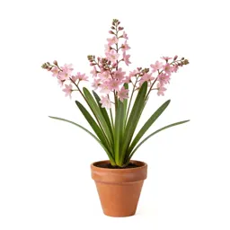 Toad lily