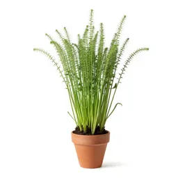 Tower cress