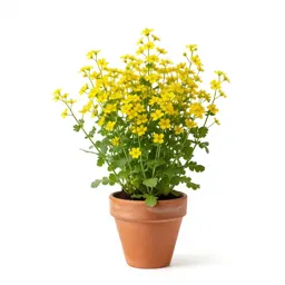 Tower mustard