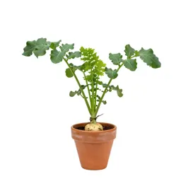 Turnip plant