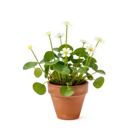 Water crowfoot