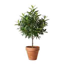 Wax myrtle