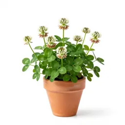 White clover