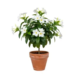 White dipladenia