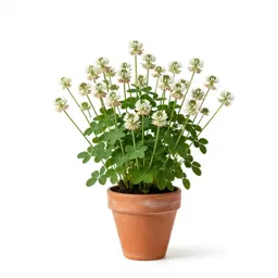 White sweet clover