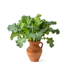 Wild cabbage