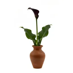 Wild calla
