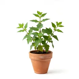 Wild ginger